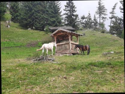 Problem-Pony sucht neues Zuhause: Pony Stute Polly