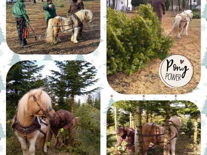 Bild 2:Suche dringend ein Winterquartier