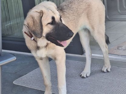 Bild 3:Cleo sucht ihre neue Familie – Ein Herz für Rassekenner!