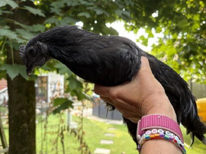 Bild 2:Ayam Cemani Junghahn