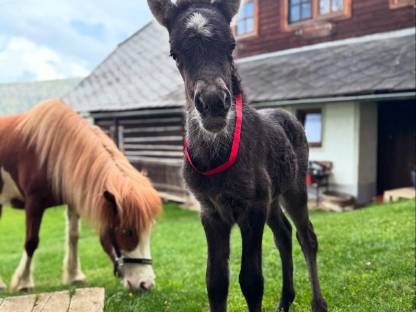 Bild 3:Isländer Stutfohlen Smoky Black mit Splash-Gen
