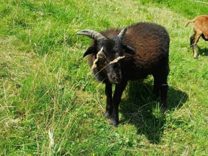 Quessant Bocklamm