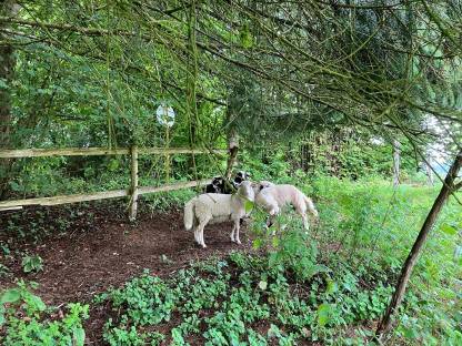 Bild 7:4 Böcke Krainer Steinschafe