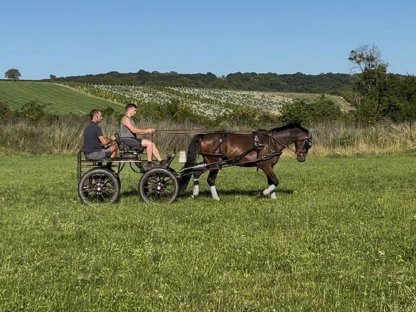 Bild 6:Vielversprechender Reitpony-Wallach