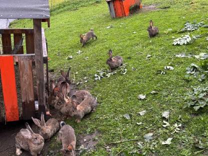 Bild 4:Deutsche Riesen