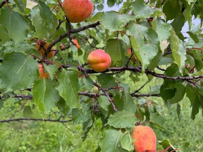 Bild 4:Obstbrände und Liköre