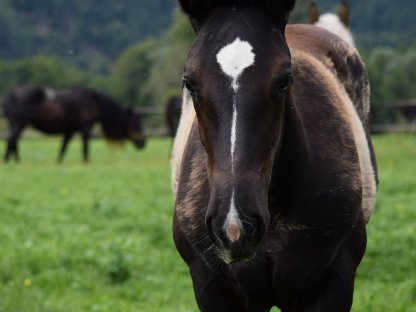 Bild 6:Leila Loren Noriker Rapp-Stutfohlen zu verkaufen