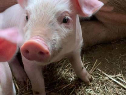 Ferkelschwein