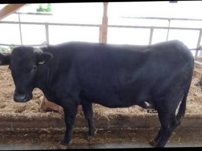 Bild 2:Wagyu Erstlingskuh