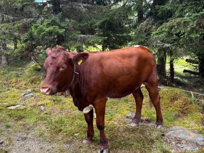 Trächtige Pinzgauerkalbin