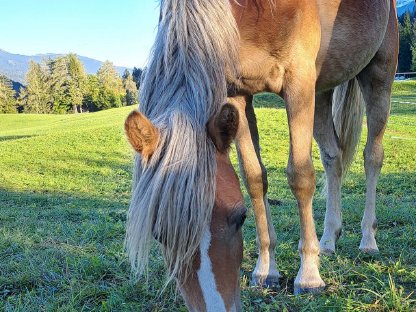 Bild 2:Tiroler Haflingerstute in Sonderlackierung