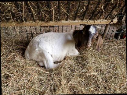 Bild 3:Burenziegenböcke