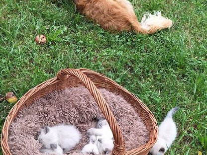 Bild 2:Ragdoll Kitten