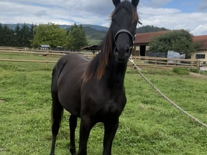 Bild 2:Bewegungsstarke Österreichische Warmblutstute