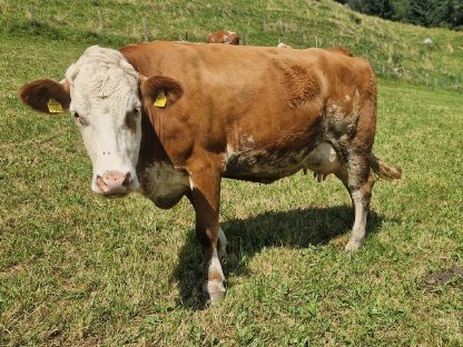 Bild 2:Verkaufe nicht trächtige BIO-Fleckviehkuh
