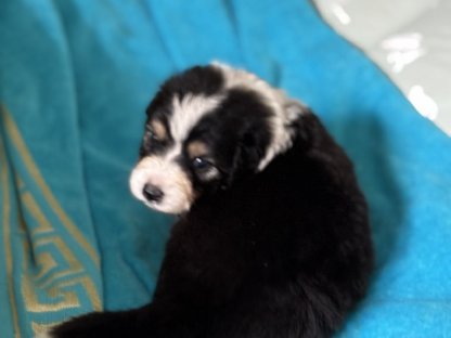 Bild 4:Australian Shepherd mit Ahnentafel