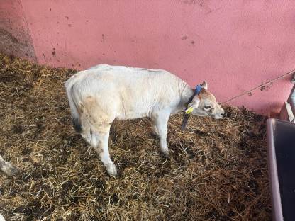 Bild 3:Grauvieh Zuchtkalb 'Lisl', sehr gute Abstammung reserviert