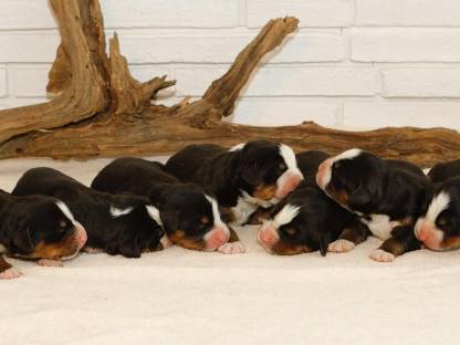 Bild 3:Swissy Sennenhunde Lang- und Kurzhaar (Mittelgroß)