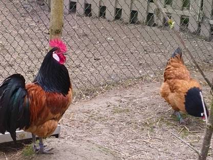 Bild 6:Vorwerk Bruteier