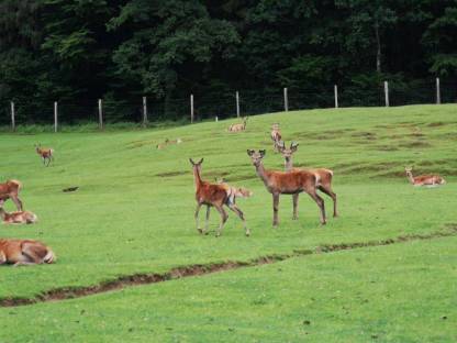 Bild 2:Reduktion Rotwildbestand