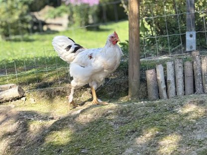 Junge Marans Buntleger Mix Hähne