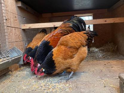 Bild 2:Vorwerk-Bruteier