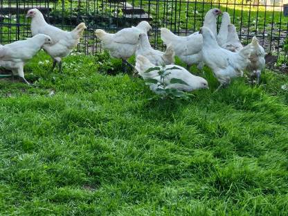 Bild 2:Bresse Junghennen