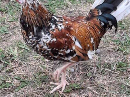 Bild 3:Steinpiperl Hähne aus 05/25