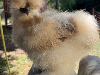 Bild 3:Seidenhühner