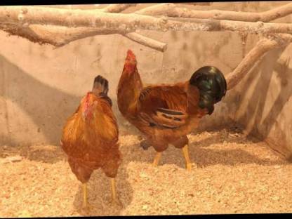 Bild 3:2 reinrassige New Hampshire Hähne