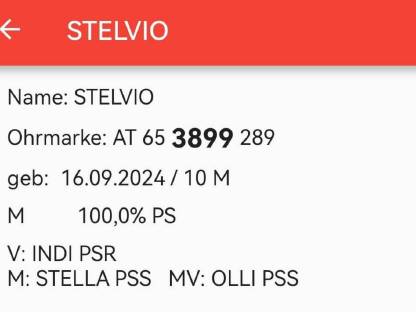 Bild 3:Pustertaler Sprinzen