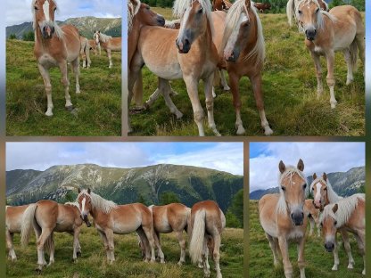 Bild 4:Haflinger für Sport & Freizeit