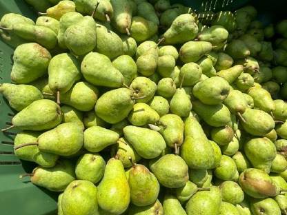 Bild 2:Williamsbirnen - gelb