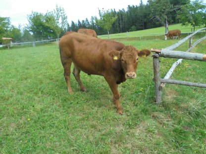 Bild 2:Limousinkreuzungskalbinnen zu verkaufen