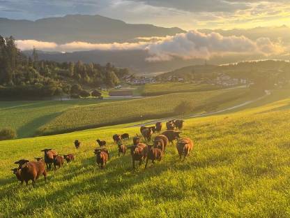 Jura Schafe