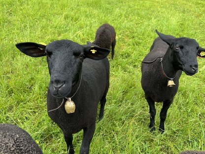 Bild 4:Weibliche Jura-Schafe