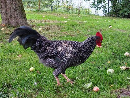 Bild 2:Hahn - Wachtel Naturbrut