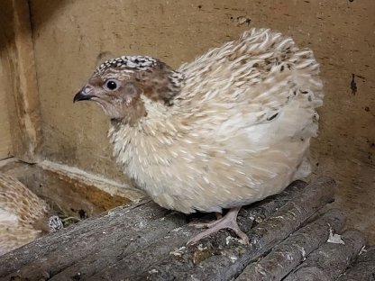 Bild 6:Hahn - Wachtel Naturbrut