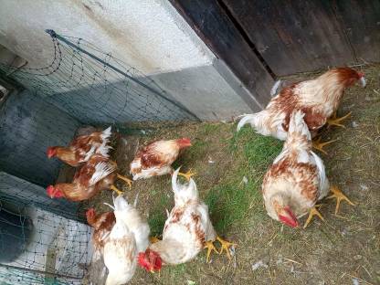 Bild 2:Hähne zu verschenken