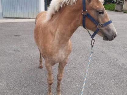 Bild 4:Verkaufe Haflinger Stutfohlen