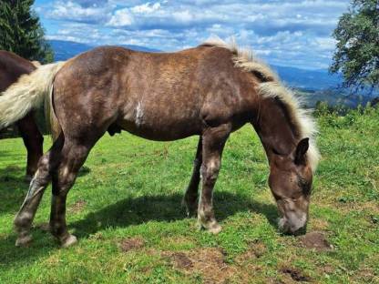 Bild 3:Noriker Hengstfohlen