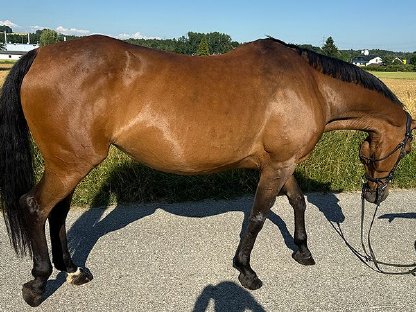 Bild 6:Tschechisches Warmblut, Stute, 13 Jahre, 150 cm, Brauner
