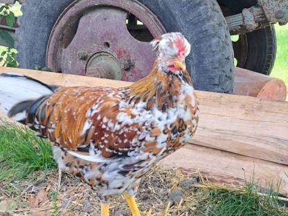 Bild 2:Sehr schöne Junghähne