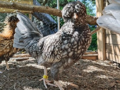 Bild 2:Zwergpaduaner Pärchen