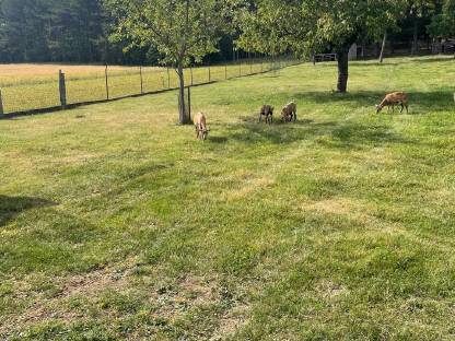 Bild 4:Kamerunschafe