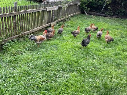 Bild 5:Bielefelder Kennhühner