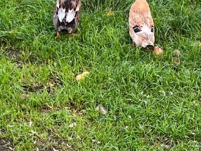 Lauf Enten
