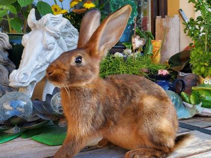Hasenkaninchen reinrassig