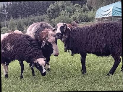 Bild 6:Krainer Steinschaf Widder