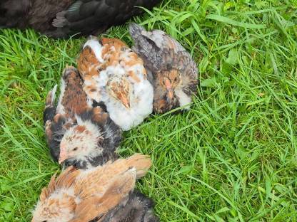 Bild 8:Gockel Hahn Jungtiere